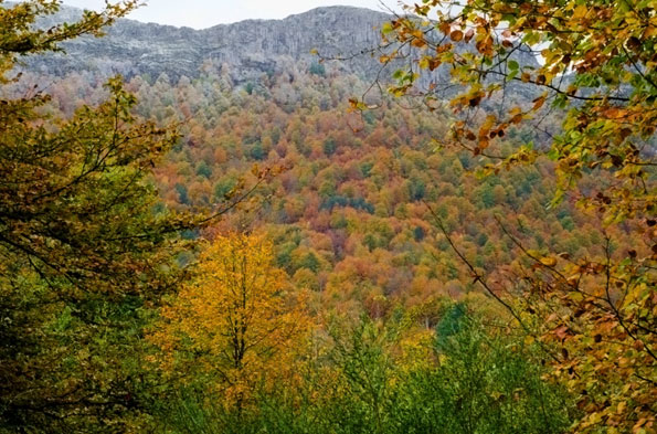 Bosque de Peloño