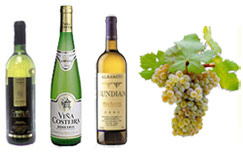 Vinos Gallegos y uvas