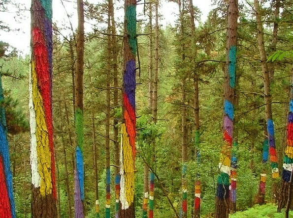El Bosque pintado de Ibarrola, el bosque de Oma
