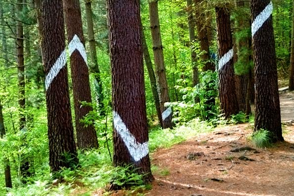 Bosque de Oma, el bosque pintado de Ibarrola